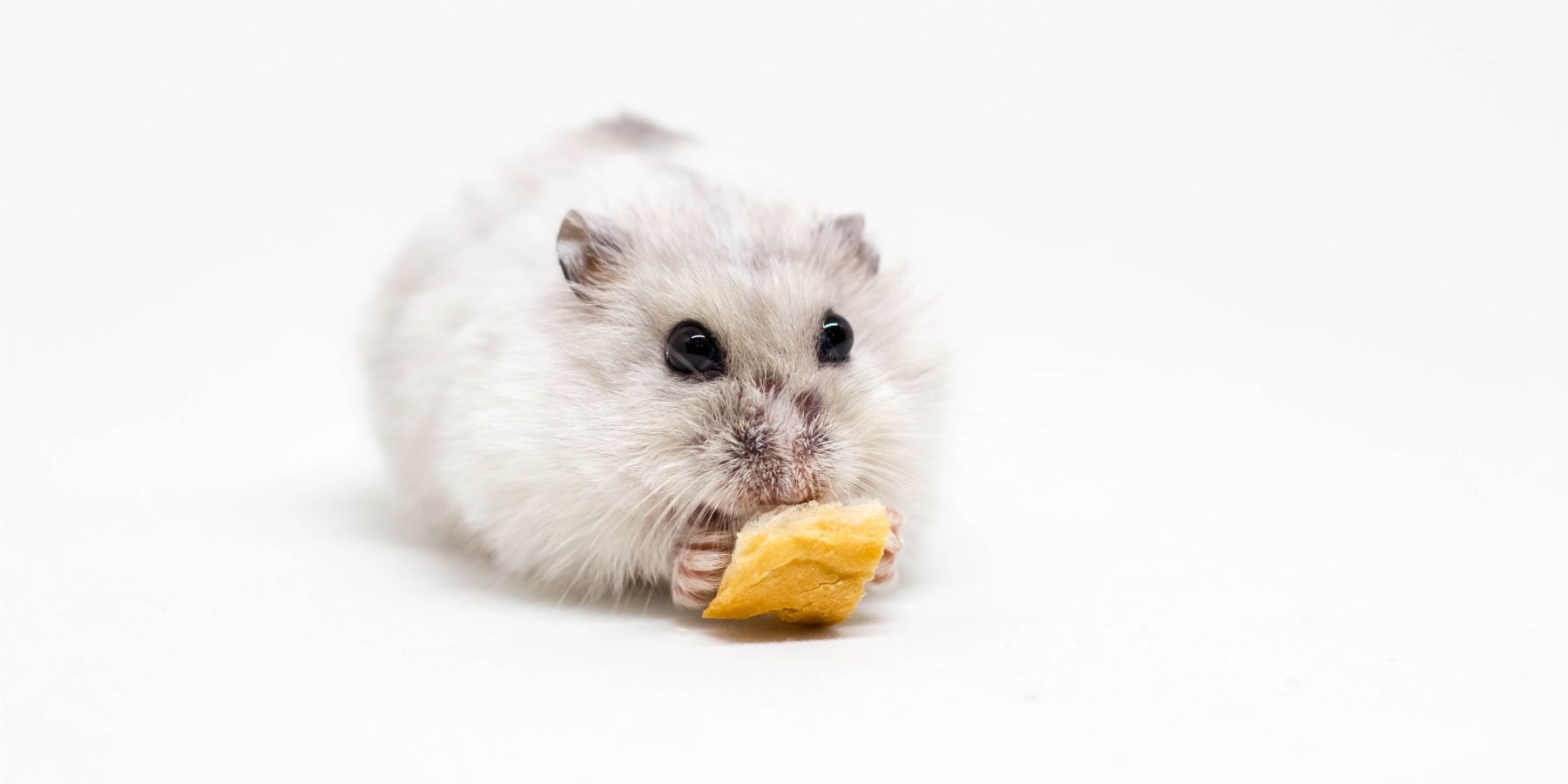 What Bread Can Do to Your Hamster: A Closer Look